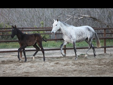 Vídeo de Potro Español de capa torda