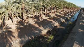 Male Dactylifera's - Sunscape Landscape Nursery, Inc.