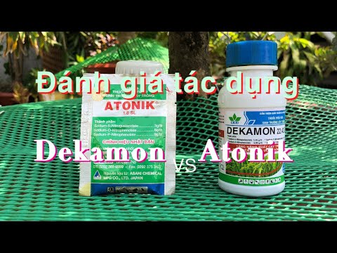 Đánh giá tác dụng thuốc kích rễ  Atonik so với Dekamon cho cây mai vàng