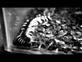 HUMAN CENTIPEDE 2 Official Trailer