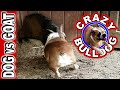 Bulldog Vs Goat Head Butt