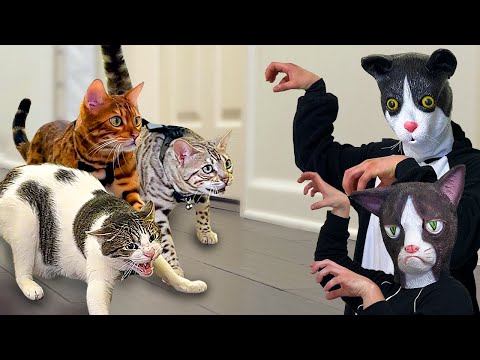 Halloween Double Cat Mask Prank Compilation (Original Video)