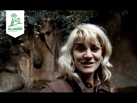 NeushoornVlog #1 Diergaarde Blijdorp: de bevalling nadert...