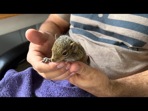 Squirrel Rescue and Release Team