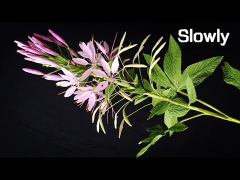 ABC TV | How To Make Cleome Hassleriana Flower From Crepe Paper (Slowly) - Craft Tutorial