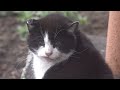 Two Leisurely Tuxedo Cats Being Cute