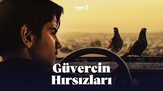 Güvercin Hırsızları | Fragman
