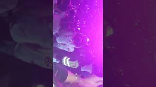 Sfera Ebbasta - Lingerie ft.Tedua LIVE FORUM 11/10