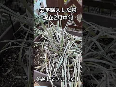 ガンナーフラワー 植物