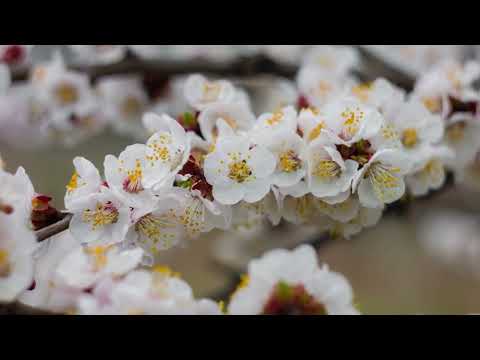 Up Jumped Spring          Soprano Sax