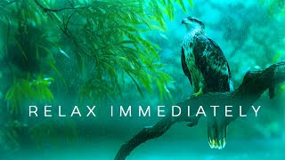 Immediate Calm: 3 Hours of Calming Nervous System Music For Workplace Anxiety