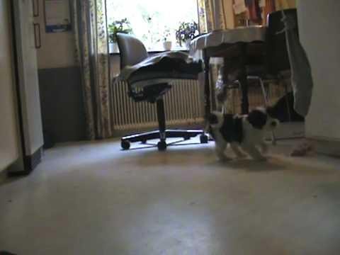 Tibetan terrierpup Päivi playing 20090925101307