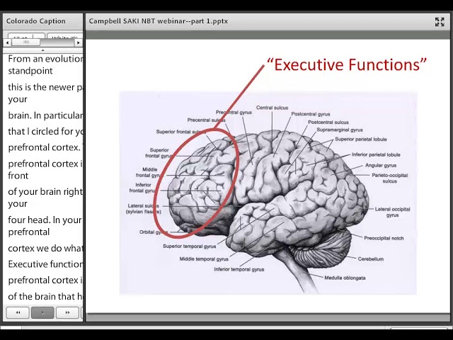 Understanding the Neurobiology of Trauma: Insights from Dr. Rebecca ...