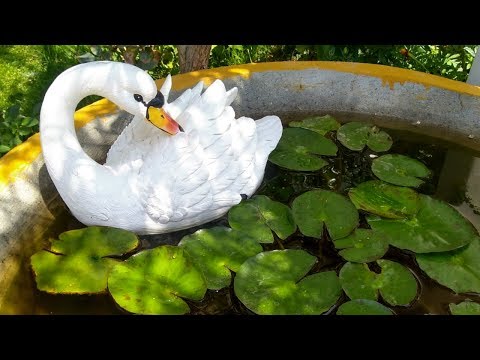 Floating Swan for Lotus Pond || Garden accessories and decor||Garden decoration ideas Video