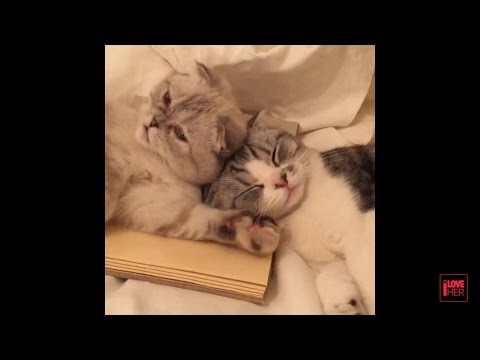 Taylor Swift 's Cats - Olivia and Meredith  'Best & Latest Videos'  -New Video-