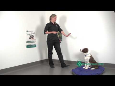 Teaching your Puppy how to Stay