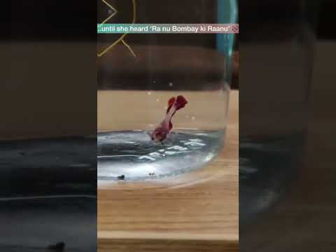 She Heard the Beat and Became a Star. #FishVibes #Shorts #emotionalfish #adorablevideo #FishLover