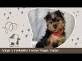Yorkshire Terrier dogs for sale: Dash - Video 1