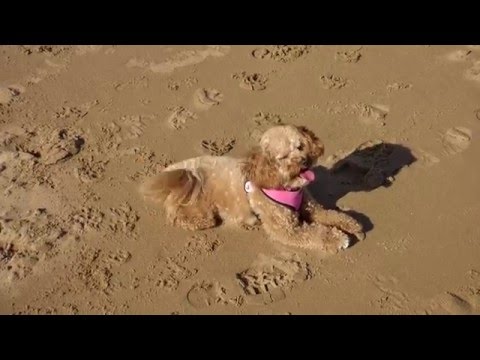 Pippa's Big Day at the Beach