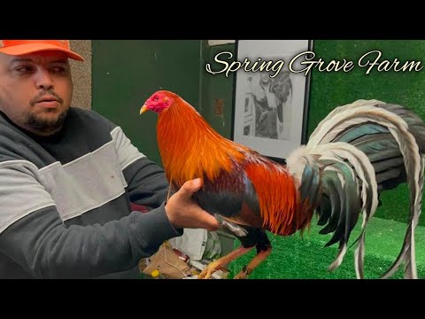 Yellow leg Clement Grey Sweater - SPRING GROVE FARM