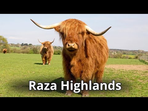 , title : 'Raza bovina Highland. La vaca de las tierras altas con aspecto de osito.'