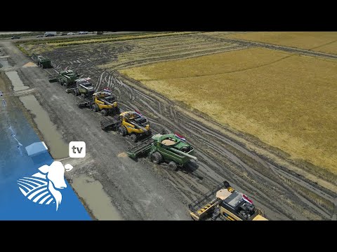 Arroz: desarrollo de nuevo polo productivo, manejo, nutrición y potencial de expansión | #396