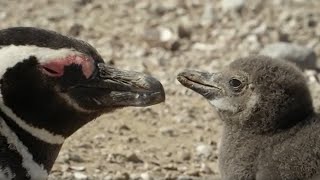 How One Penguin Started a Whole Colony | Close Encounters | BBC Earth