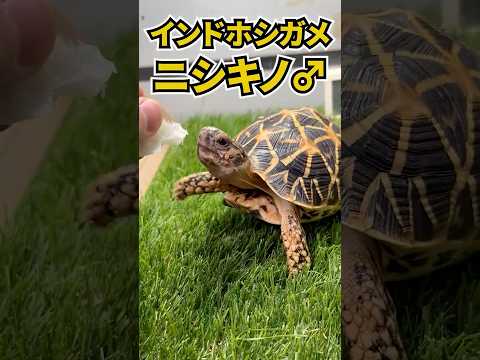陸亀が妊娠しているかどうかを知る方法