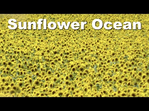 This Place Has Nice Flowers in August