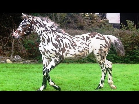 , title : '10 Cavalos Tão Incríveis que Você Não Acreditará que Realmente Existem'
