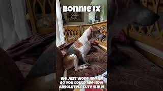Video preview image #1 Beagle Puppy For Sale in Dunnellon, FL, USA