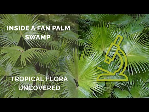 Biodiversity in a Fan Palm Swamp: Forgotten Flora Revealed