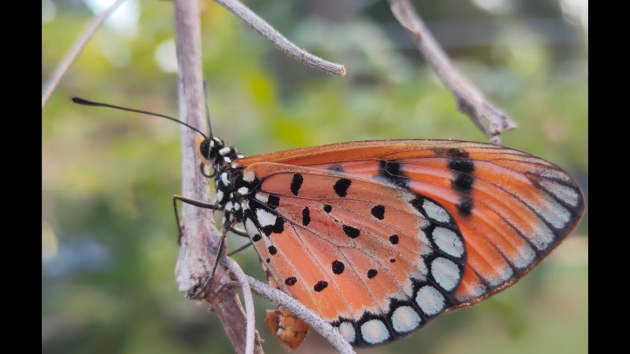 Tawny coster caterpillar