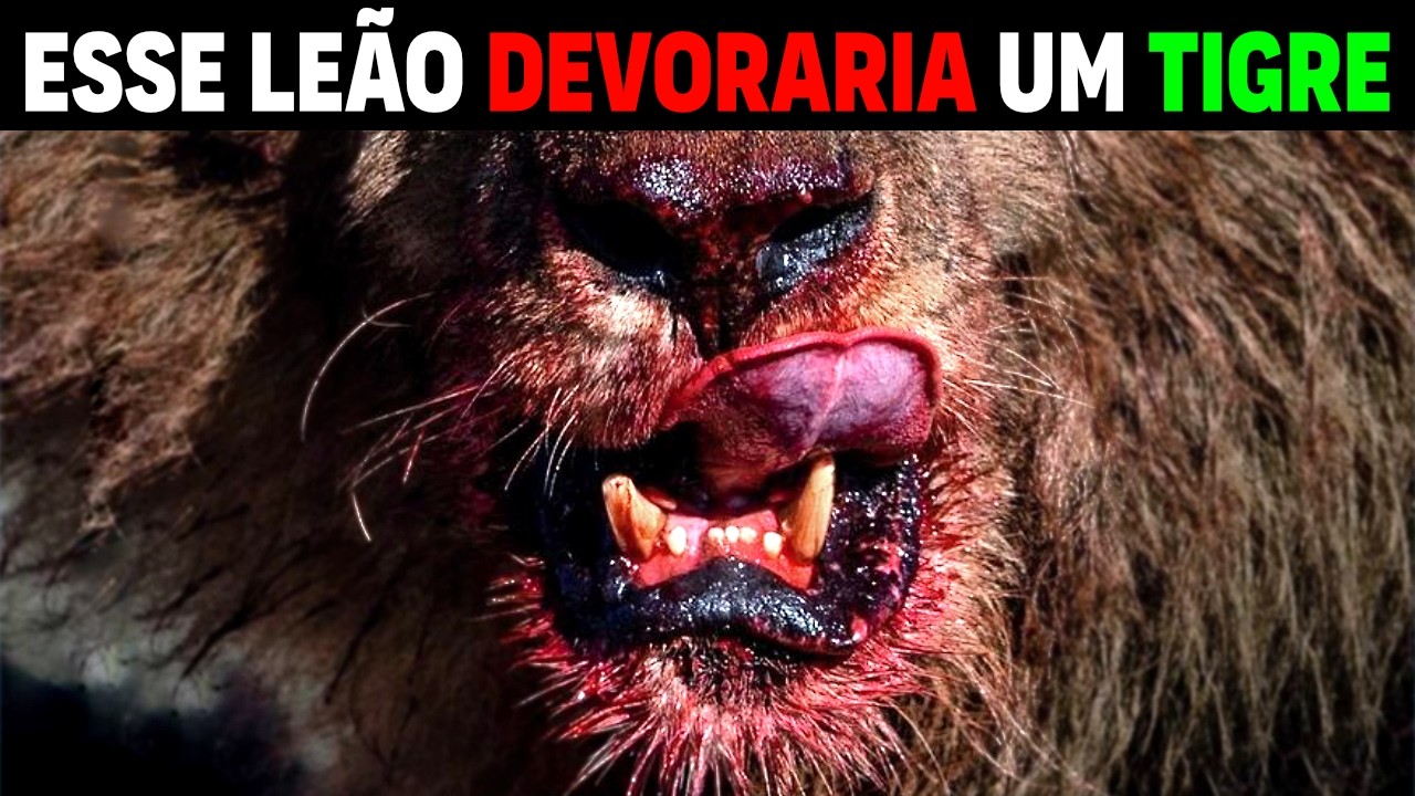 470kg Ngandong Tiger DOESN'T BEAT THIS AMERICAN LION