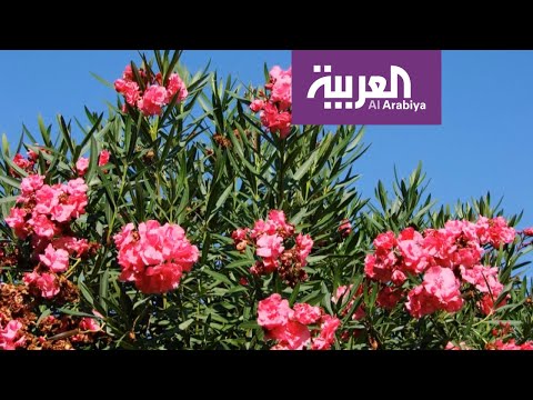 , title : 'صباح العربية | نباتات سامة.. احذر منها في حديقتك'
