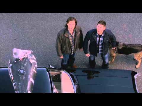 Supernatural - What birds think when they crap on your car