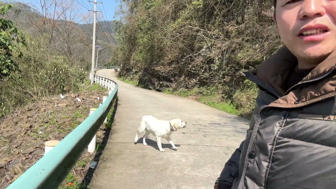 帶小狗逛農村，適應農村社會。農村的土狗都怕多多，多多再也不會被土狗欺負了