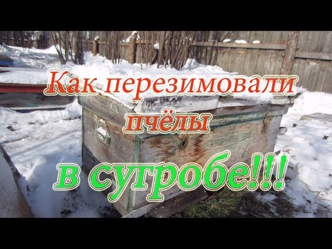 ОТКАПЫВАЕМ УЛЕЙ ЛЕЖАК ИЗ ПОД СНЕГА. КАРНИКА В СУГРОБЕ СНЕГА ОТ А ДО Я 2018 года🔥🔥🔥.