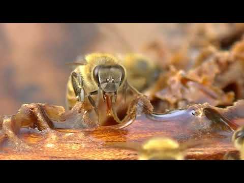 Marcos Juárez: Jornada de polinización en soja con abejas. Más detalles