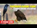 The Eagle Abdicates The Story Of The Eagle S Submission To The Srigunting Bird Animal Tales