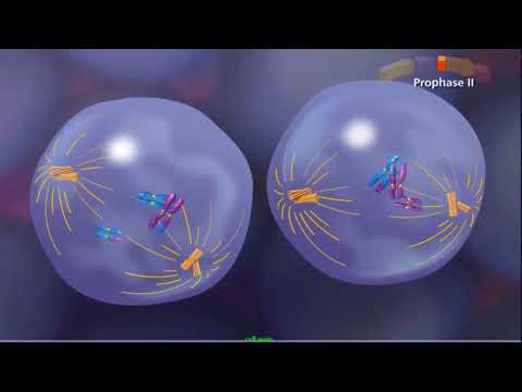 prófase 2, não ocorre crossing over
