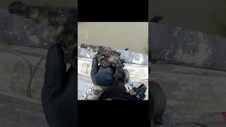 Mais um revólver encontrado na pesca magnética #pescamagnetica #magnetfishing #pesca