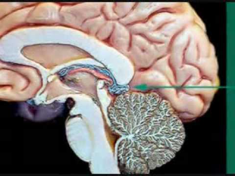 What Is The Pineal-Gland..? - YouTube