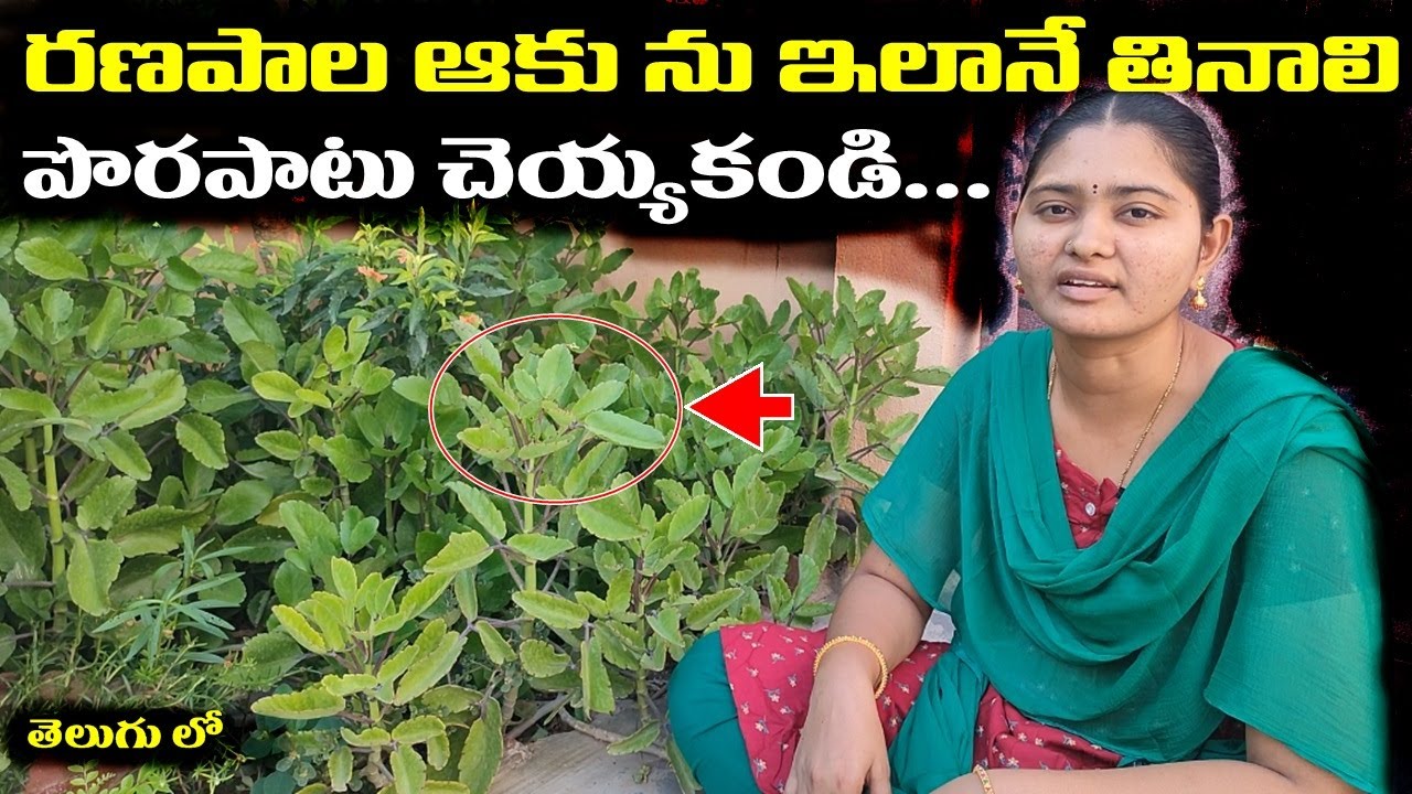 రణపాల ఆకును ఇలానే తినాలి.పొరపాటు చెయ్యకండి || #RanapalaPlant || Naga Lakshmi Vlogger