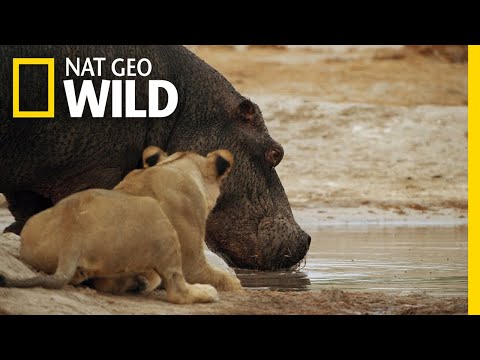 The Marsh Pride Encounter a Hippo | Savage Kingdom: Uprising Video
