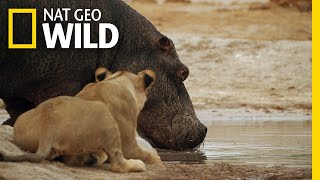 מפגש גאוות הביצות עם היפופוטם | ממלכת הפראים: המרד