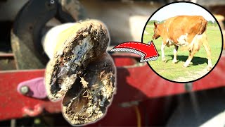 Limping Cow Needs a PEDICURE