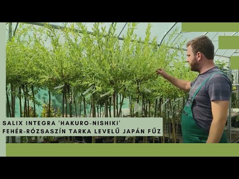 Levegőben - törzseken álló - égi sövény: Salix integra 'Hakuro-Nishiki' – Tarka levelű japán fűz