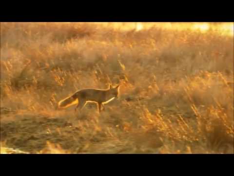 download lagu mp3 mp4 Earth Spirit, download mp3 Earth Spirit free downloadn, video klip Earth Spirit