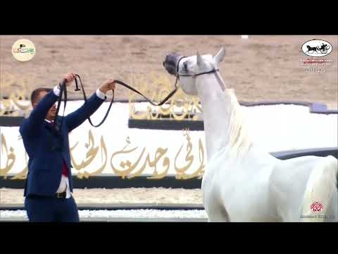 N 240 D RAOUF   Kuwait International Egyptian Event 2022   Stallions 7+ Years Old Class 10